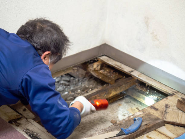  Mountlake Terrace, WA Mold Removal Pros