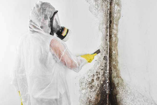 Best Preventive Mold Services in Mountlake Terrace, WA