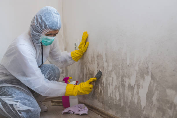 Best Kitchen Mold Remediation in Mountlake Terrace, WA