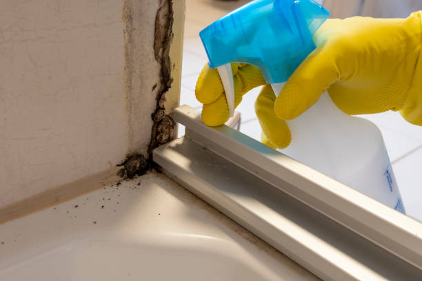 Best Health and Safety Mold Remediation in Mountlake Terrace, WA