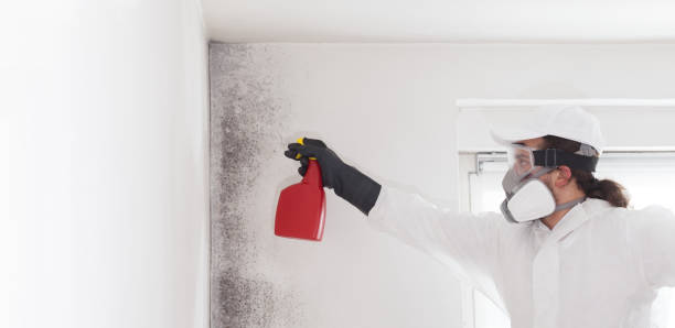 Best Bathroom Mold Remediation in Mountlake Terrace, WA