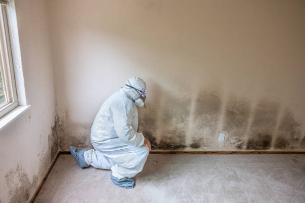 Best Industrial Mold Remediation in Mountlake Terrace, WA