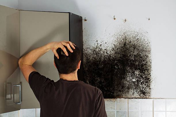 Best Emergency Mold Remediation in Mountlake Terrace, WA