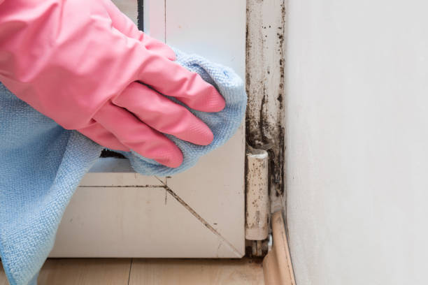 Professional Mold Remediation in Mountlake Terrace, WA