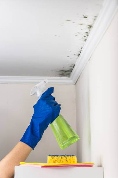 Best Localized Mold Remediation (e.g., coastal areas, humid climates) in Mountlake Terrace, WA